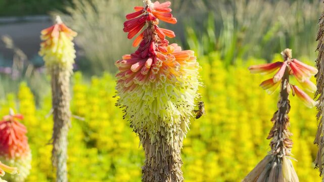 A vibrant red hot poker flower blooms beautifully in a sunny park as a tiny bee collects nectar. This lively summer scene evokes a joyful and warm feeling of natural harmony.