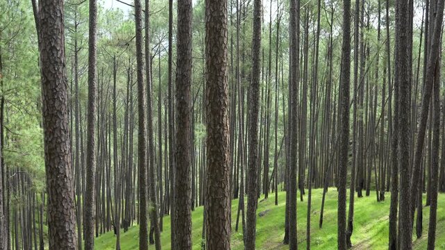 Dense pine forest with tall, straight tree trunks and vibrant green grass on a hillside slope.