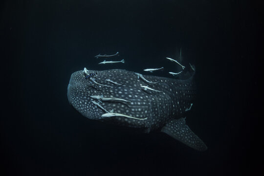View of a whale shark swimming in dark water with several remora fish attached to its skin in the Maldives.