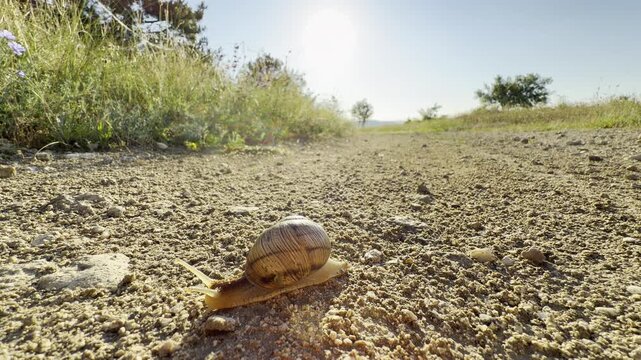 A lonely snail crawls slowly along a dusty countryside path. This quiet journey under the bright sun brings a serene feeling of calm patience. Wild green grass borders the road.