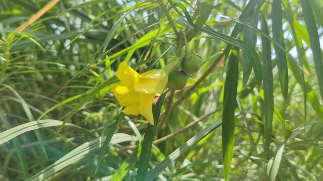 Vibrant Yellow Oleander Bloom Amidst Lush Green Foliage
