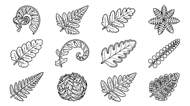 Hand drawn vintage fern leaves and fiddlehead botanical illustration set in black ink.