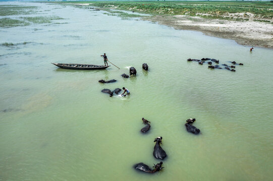 Bogura, Bangladesh - 29 May 2019: Aerial view of a man in a wooden boat guiding a herd of water buffaloes swimming across the river, with another man wading alongside the animals.