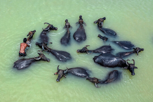 Bogura, Rajshahi Division, Bangladesh - 29 May 2019: Aerial view of a man bathing a herd of water buffaloes in the river.