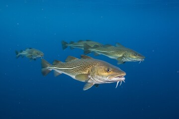 Fototapeta premium Cod fish swimming in open water
