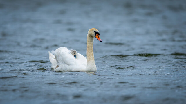 Schwan mit Nachwuchs