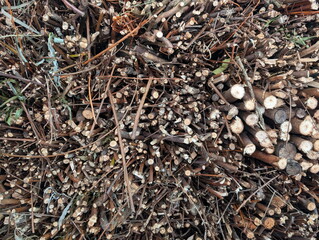 Fototapeta premium Stacked Pruned Branches Kindling Overhead View