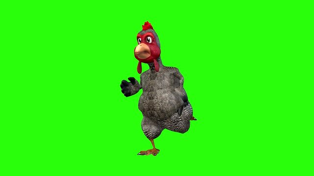 Fatty red hen animal dancing or cock dancing animal green screen or chroma key