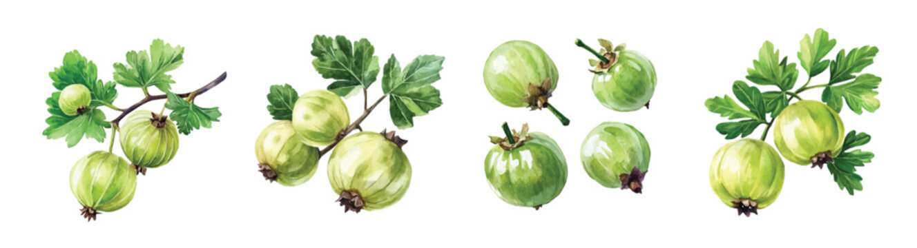 A painting of Indian gooseberry set, Simple Illustration, watercolor style, minimal yet artistic elements for creative designs. EPS format, isolated on transparent background, plants