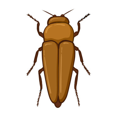Cartoon illustration brown beetle on white