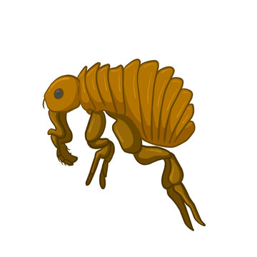 Cartoon illustration flea on white