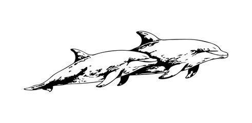 Simple hand drawn dolphins sketch, engraved underwater sea animal illustration. © Leg_IO