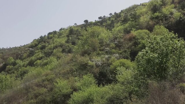 Hazy green hillside vegetation seen under soft overcast light