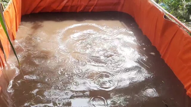 Feeding Catfish in Murky Tarpaulin Pond, Active Splashing and Ripples from Livestock Feeding.