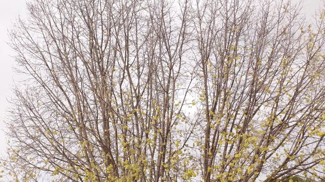 The tree are almost leafless