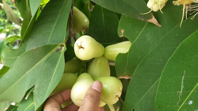Picking Fresh Green Water Apple from Tree, Hand Harvesting Tropical Wax Apple in Garden.