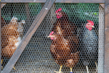 Group of Brown Laying Hens in a Wooden Poultry Enclosure. © Anastazja