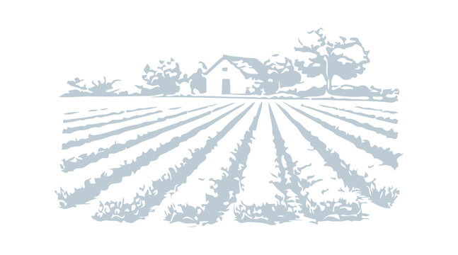 Simple hand drawn lavender farm field crop sketch, engraved agriculture plantation rural landscape illustration clip art.