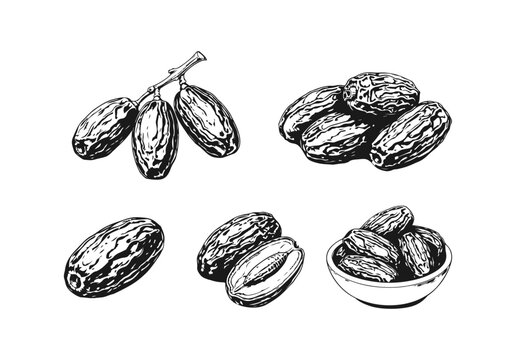 Simple hand drawn dried date fruit sketch icon set, engraved sweet snack food illustration clip art.
