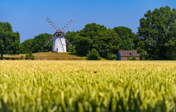 The Egelsberg Mill is a Dutch-style tower windmill located on the Egelsberg (46 m above sea level) in Krefeld. A summer idyll featuring a ripening wheat field in the foreground and a blue sky.