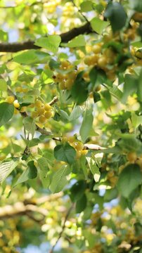 Vertical Format Video of Juicy yellow cherries on the cherry tree branch on the background of the clear blue sky. Ripe organic cherries picking. Yellow berries of cherry on tree