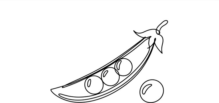Simple Line of an Open Pea Pod with Three Peas and One Pea vegetable food