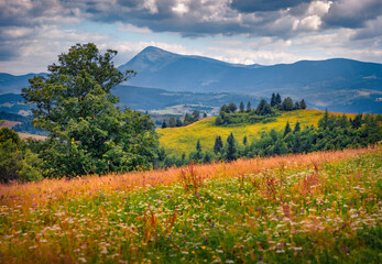 Astonishing summer landscape of blooming pasture in the mountain countryside. Spectacular morning view of Carpathian mountains, Ukraine. Amazing outdoor scene of mountain village. © Andrew Mayovskyy