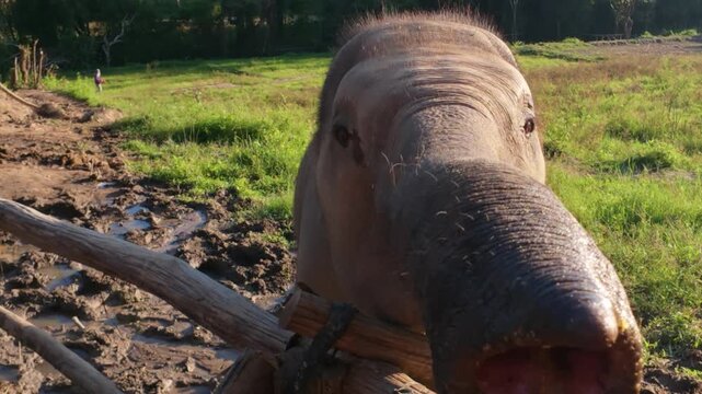 View of an elephant trunk reaching over a rustic wooden fence in a muddy enclosure in Chiang Mai, Thailand.