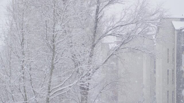 A peaceful winter scene features snowladen trees and quaint buildings, highlighting the beauty of a snowy day and evoking a sense of calm and tranquility in natures pristine landscape
