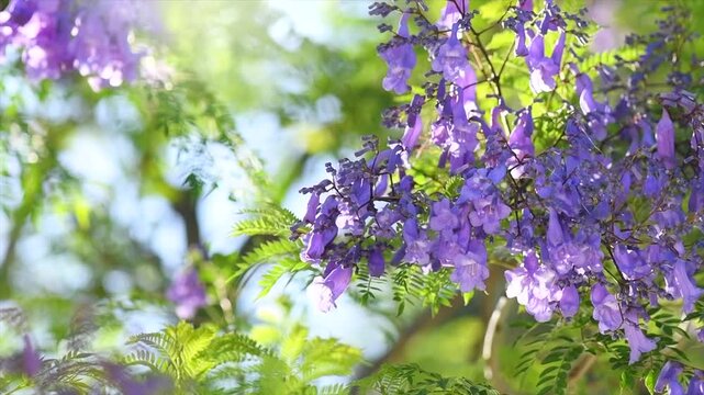 Jacaranda tree flowers, blooming violet flower closeup, beautiful ornamental tree blossom, blue flowers, acacia tree in summer park, slow motion. 