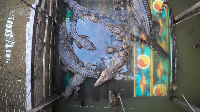 View of multiple crocodiles swimming in a wooden floating enclosure at the Floating Village in Kampong Khleang, Siem Reap, Cambodia.