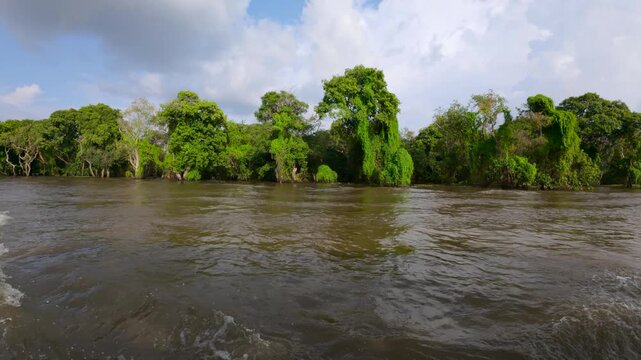 View of the lush green trees lining the banks of the Tonle Sap river near the floating village in Kampong Khleang, Siem Reap, Cambodia.