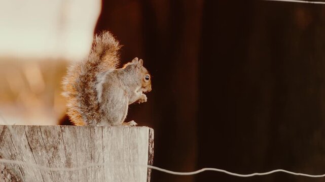 View of a squirrel perched on a wooden post in Phoenix Park, Dublin 8, County Dublin, Ireland.