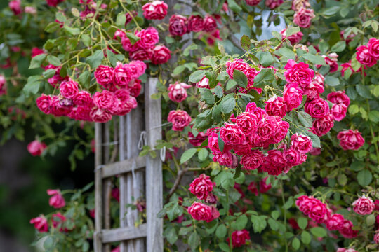 Beautiful trellis pink roses on wooden pergolas in the sala

