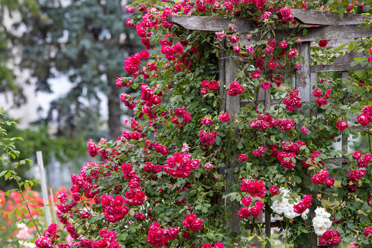 Beautiful trellis pink roses on wooden pergolas in the sala

