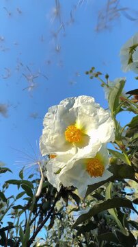 Whimsical Dandelion Seeds Drifting onto Floral Petals