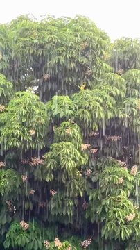 Torrential Grace: Slow Motion Rain in a Lush Green Forest