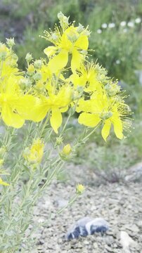 Detailed shot of an endemic Hypericum olympicum plant in nature