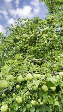 Fresh Green Plums: Capturing the Abundant Tree Harvest