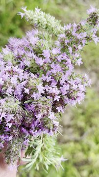 Exploring the Lamiaceae Family: The Purple Clary Sage