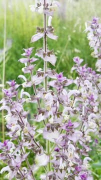 Close-Up of Aromatic Purple Clary Sage Blossoms