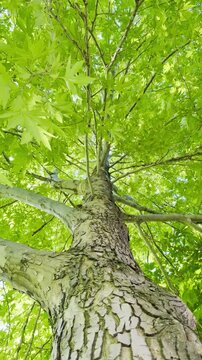 Towering Autumn: Upward Camera Move on a Horse Chestnut Tree