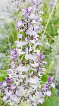Macro Footage of Vibrant Purple Clary Sage Flowers