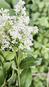 Beautiful White Privet Flowers in a Landscaping Hedge