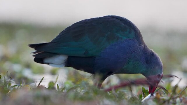 View of a purple swamphen with iridescent plumage foraging in the grassy wetlands near Head Marala in Sialkot, Punjab, Pakistan.