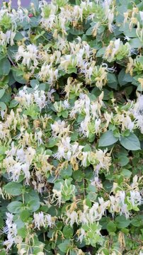 Sweet Scented Honeysuckle: A Complete Care and Pruning Guide