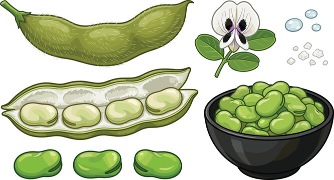 Fava Bean Collection with Fresh Pods Seeds Flower and Green Broad Beans Food Illustration