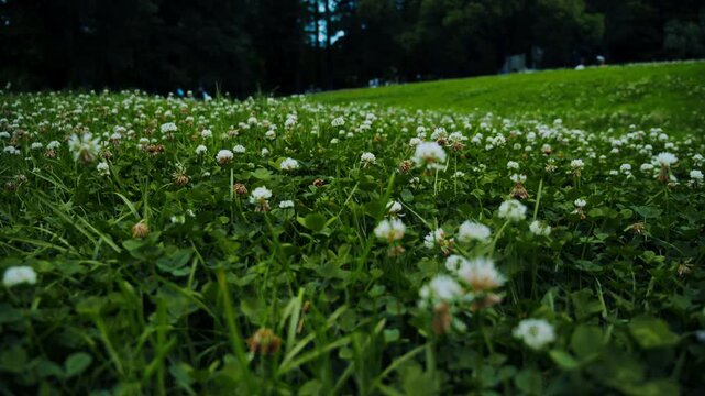 公園の広大な芝生に群生する白いシロツメクサ 4Kシネマティック映像素材