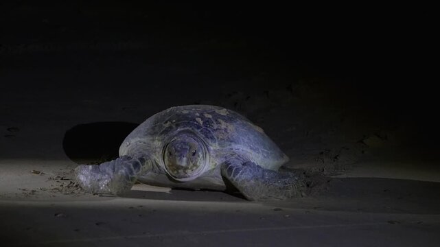 View of a sea turtle nesting on the sandy shore at night under artificial light at Turtle Beach in Karachi, Sindh, Pakistan.
