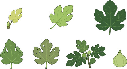 Obraz premium Fig leaf vector collection with green organic foliage and fruit